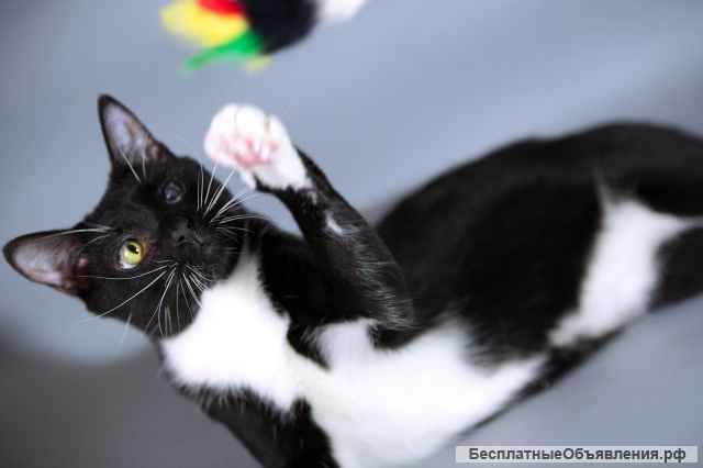 Истинный джентльмен кот Флинт в добрые руки