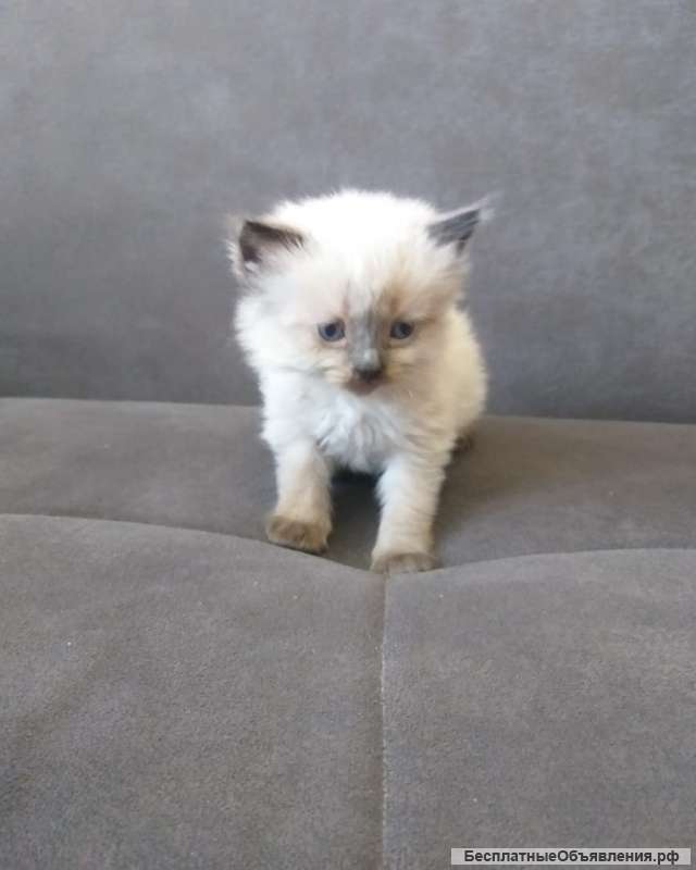 Британские котята