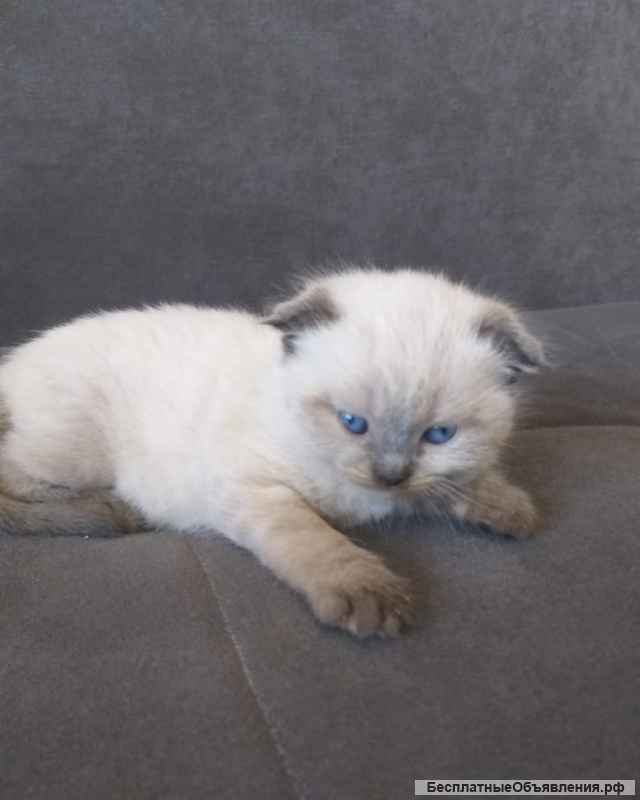 Британские котята