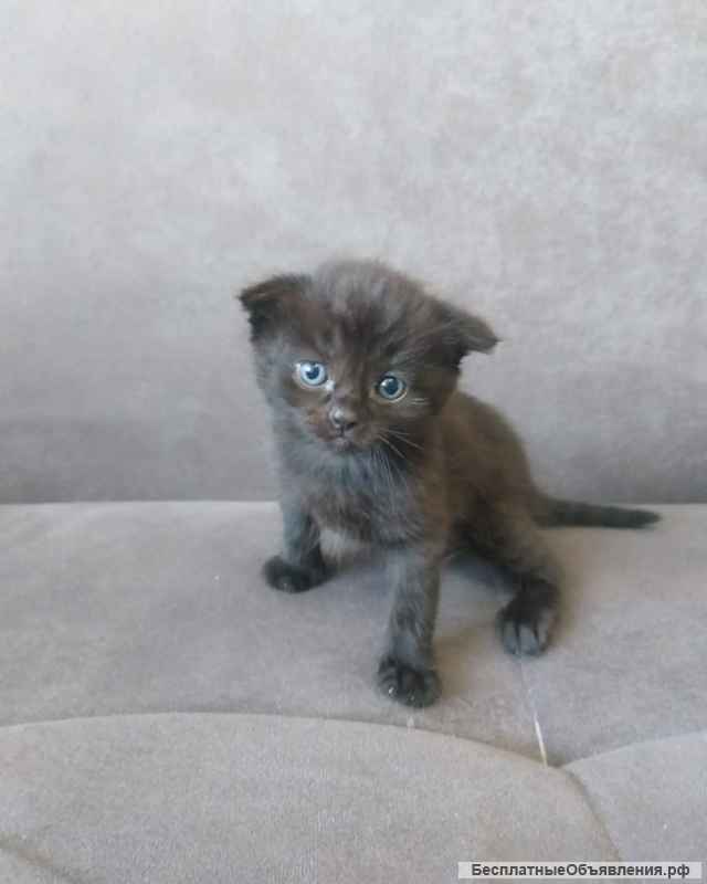 Британские котята