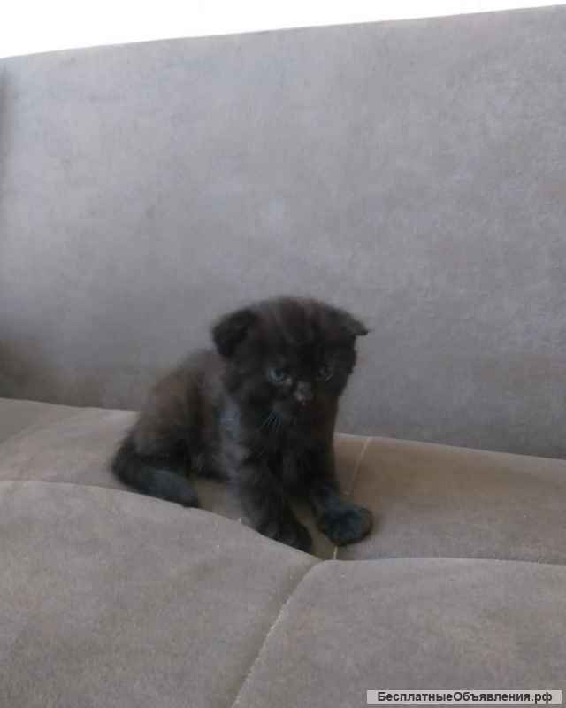 Британские котята