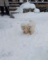 Маремма абруцкая овчарка щенки