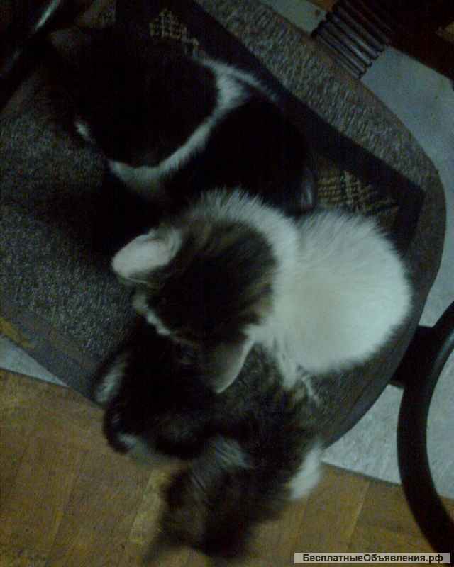 Отдадим котят в хорошие руки