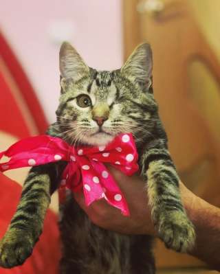 Шикарный котенок в дар