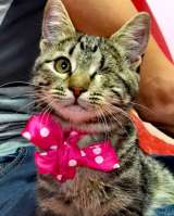 Шикарный котенок в дар