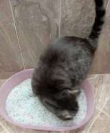 Наполнитель для кошек. Силикагелевый. 20кг