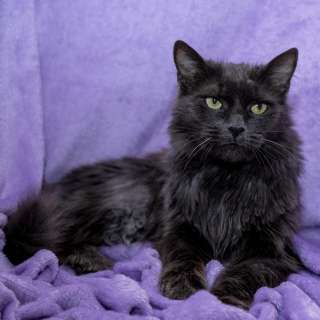 Роскошный красавец кот Люсьен в добрые руки