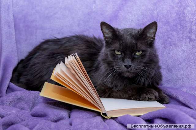 Роскошный красавец кот Люсьен в добрые руки