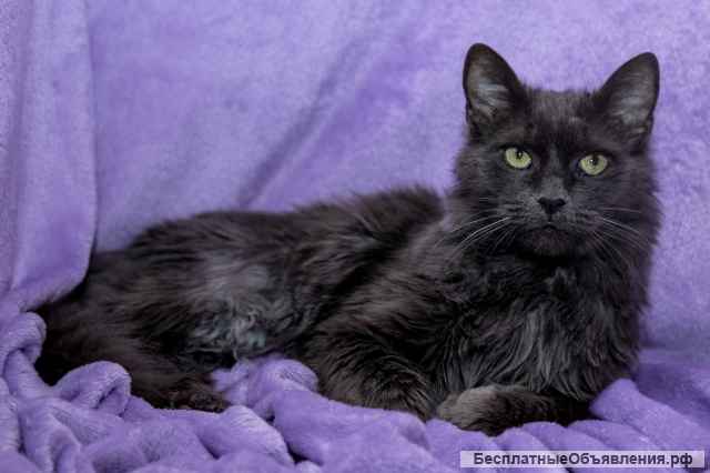 Роскошный красавец кот Люсьен в добрые руки