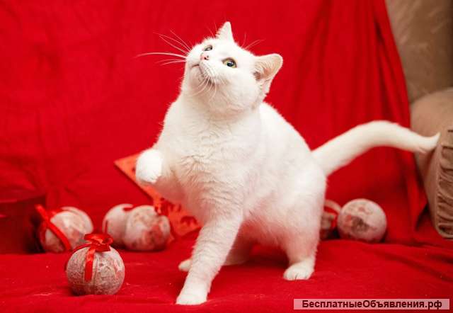 Белоснежная красавица ищет дом