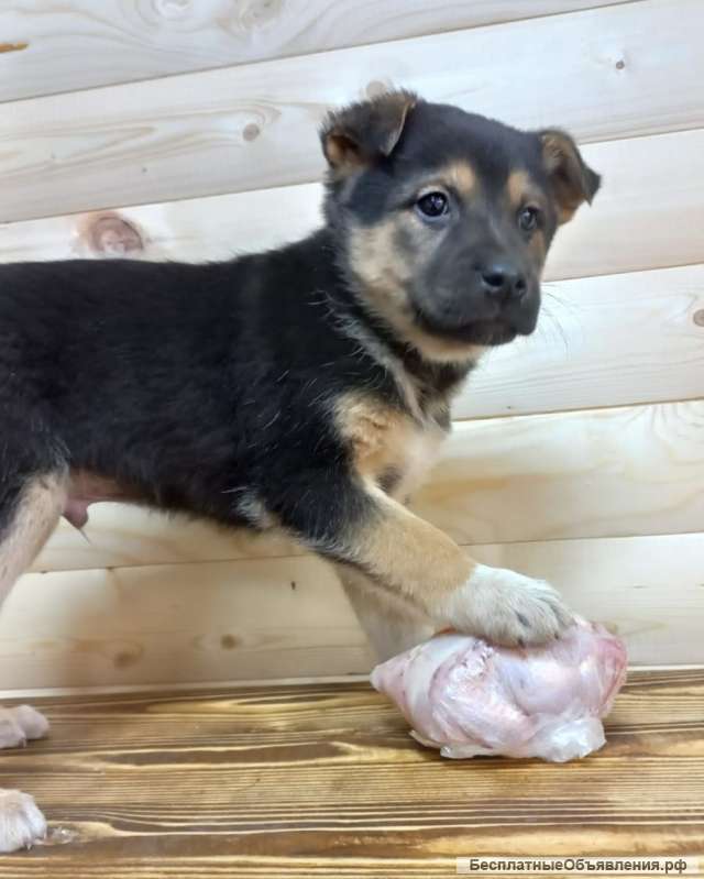 Щенки под сараем