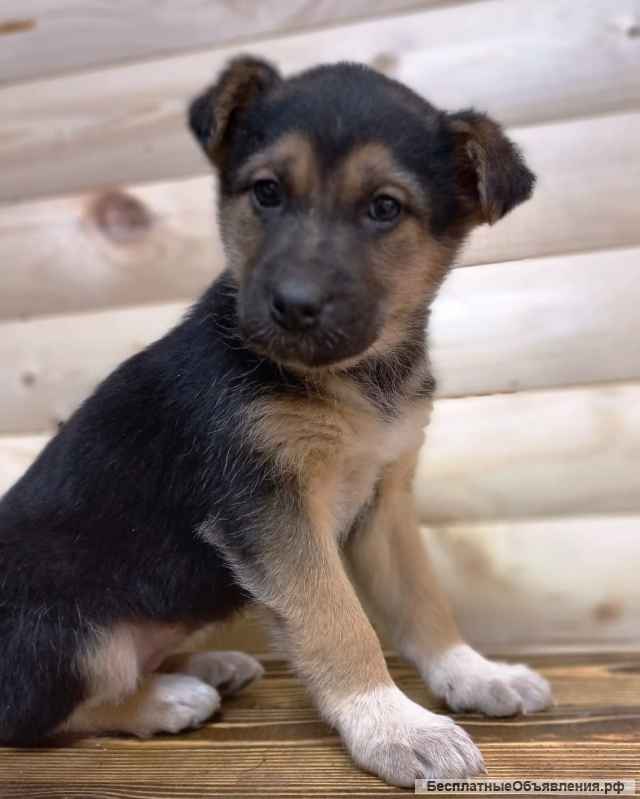 Щенки под сараем