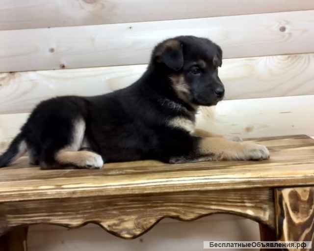 Щенки под сараем