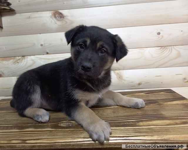 Щенки под сараем