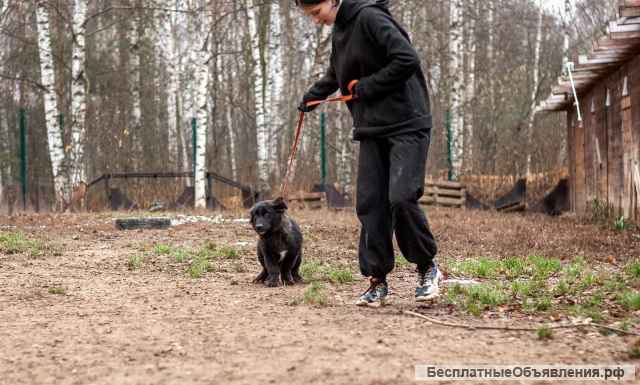 Рита - коротколапая красотка в дар
