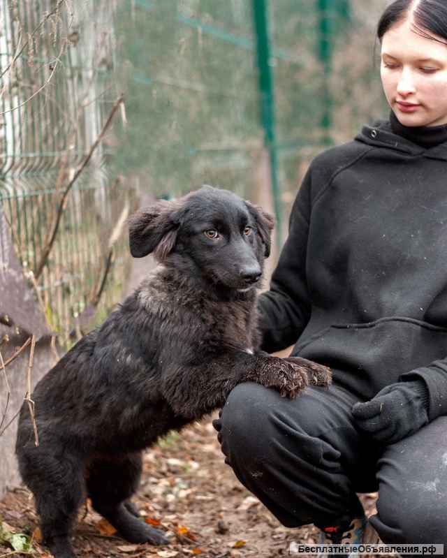 Рита - коротколапая красотка в дар