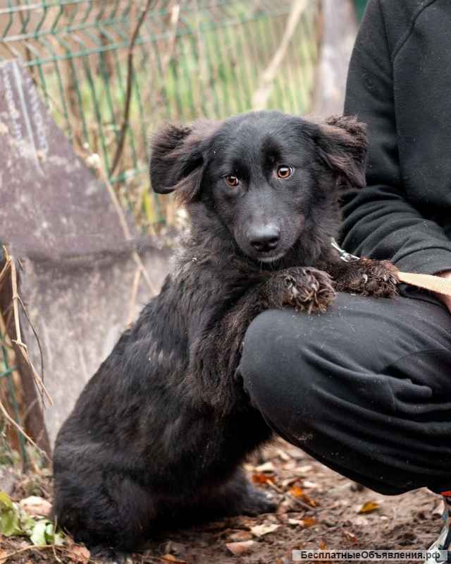 Рита - коротколапая красотка в дар
