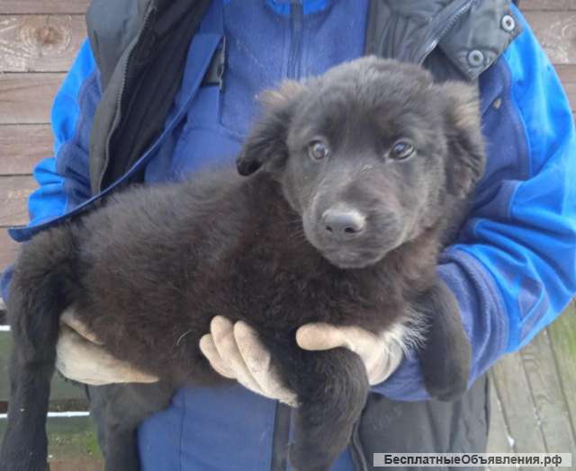 Сестрички-чернышки