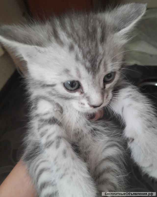 Котята