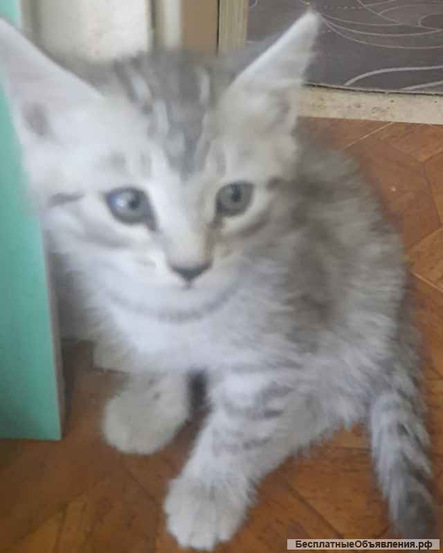 Котята