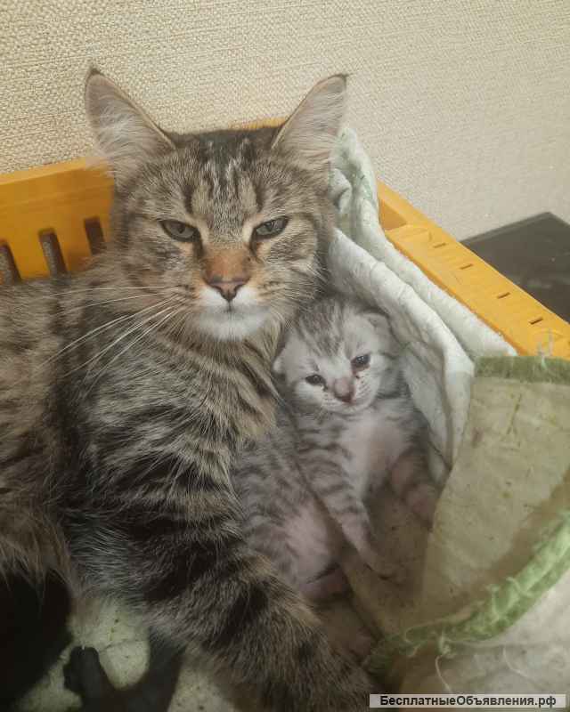 Котята