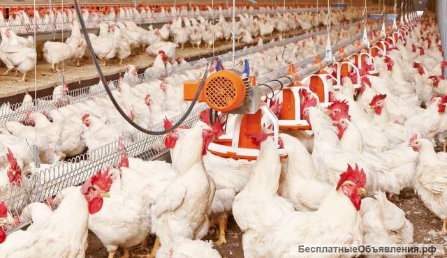 Рабочие на птицефабрику