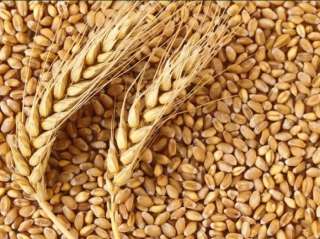 Пшеница 3,4 класс на экспорт
