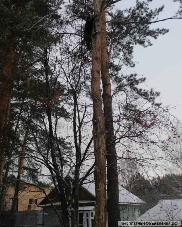Профессиональный спил деревьев