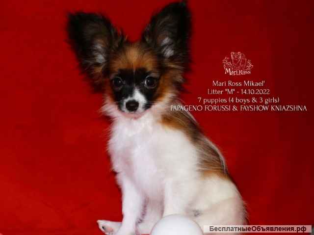 Щенки папийон - Марсель & Микаэль