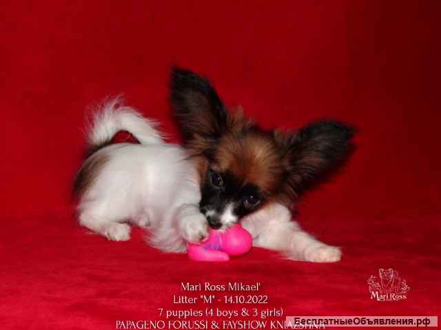 Щенки папийон - Марсель & Микаэль