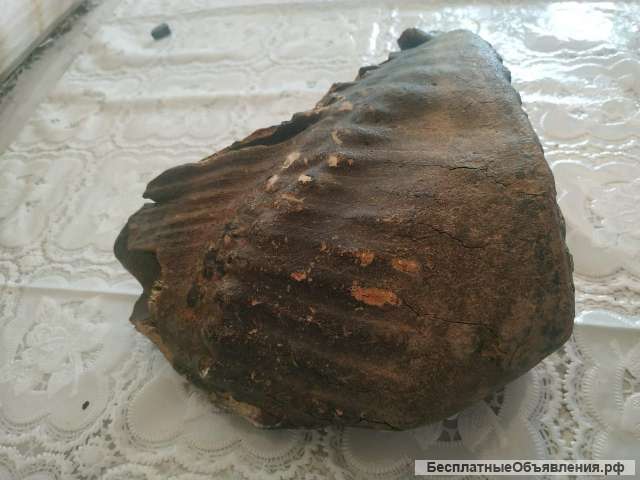 Куплю зубы мамонта