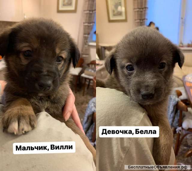 Малыши в добрые ручки