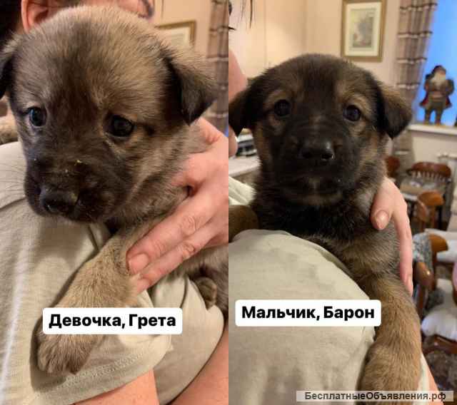 Малыши в добрые ручки