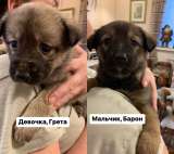 Малыши в добрые ручки