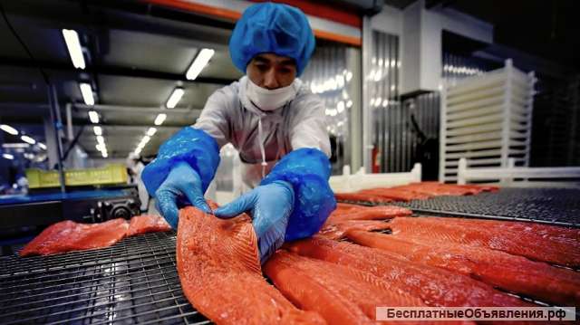 Стабильный бизнес: рыбзавод. До 1 млн прибыли в месяц