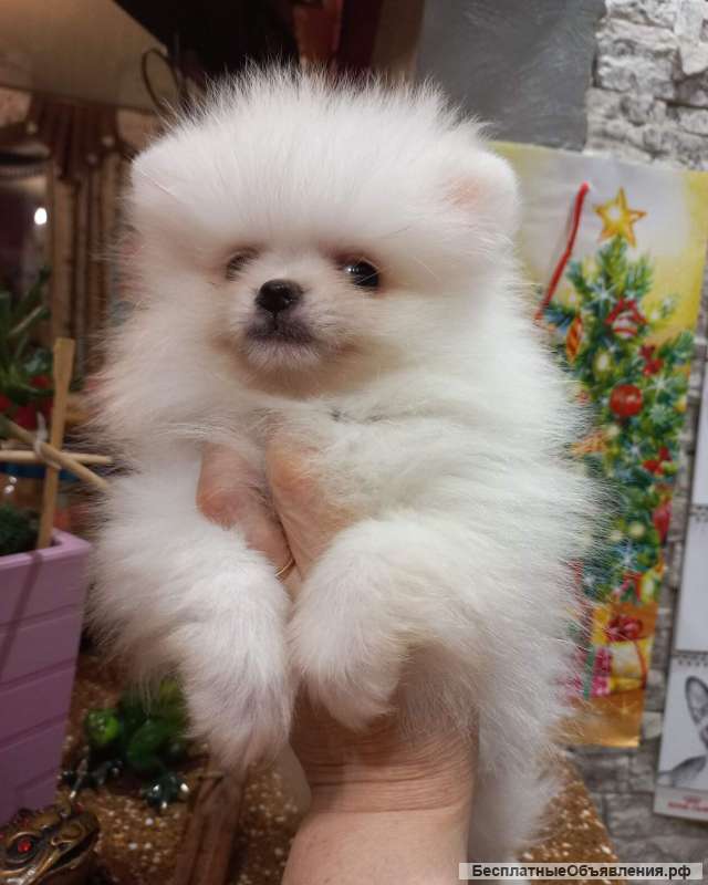 Новогодний подарок шпицемишка