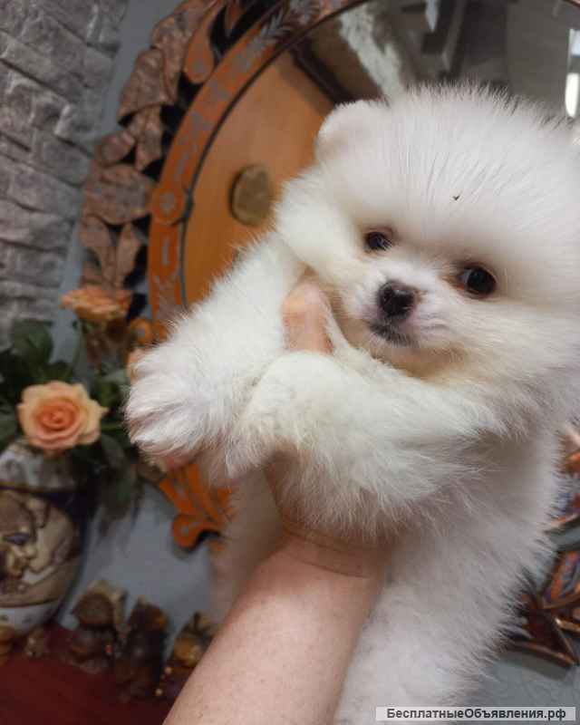 Новогодний подарок шпицемишка