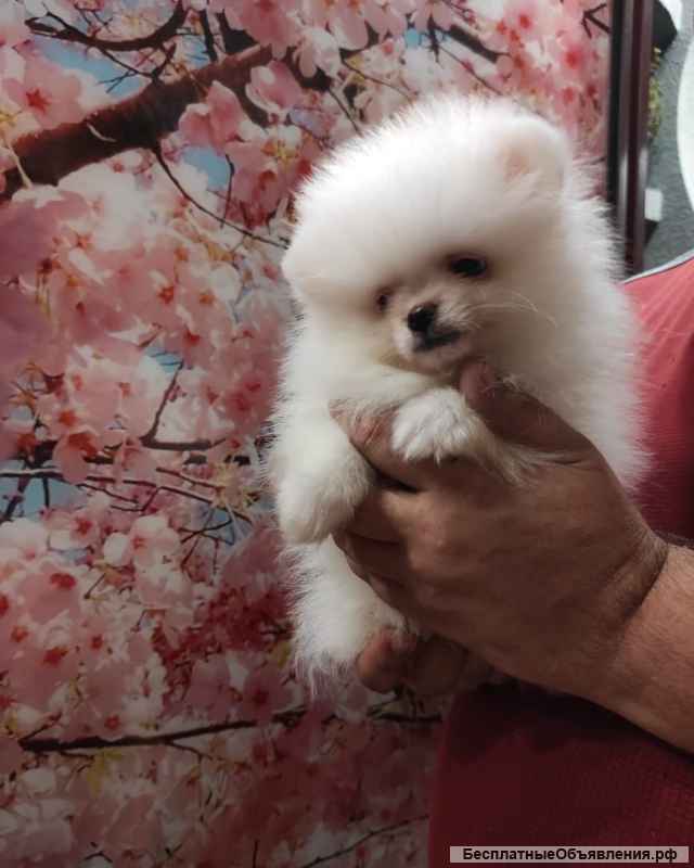 Новогодний подарок шпицемишка