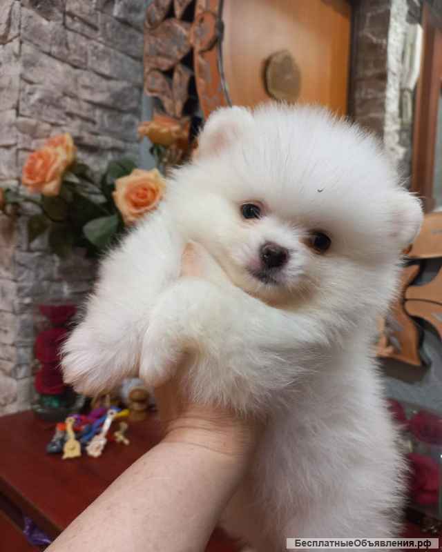 Новогодний подарок шпицемишка