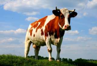 Корова стельная 2г. 4мес.