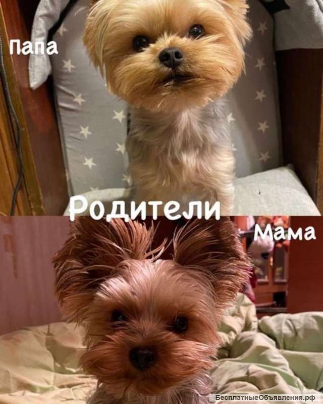 Щенок