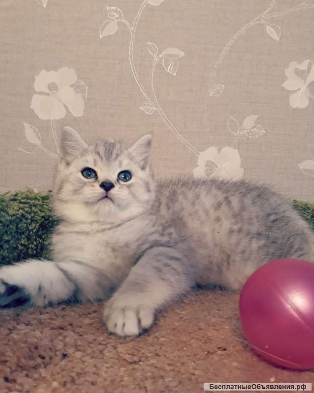 Британская серебристая шиншилла