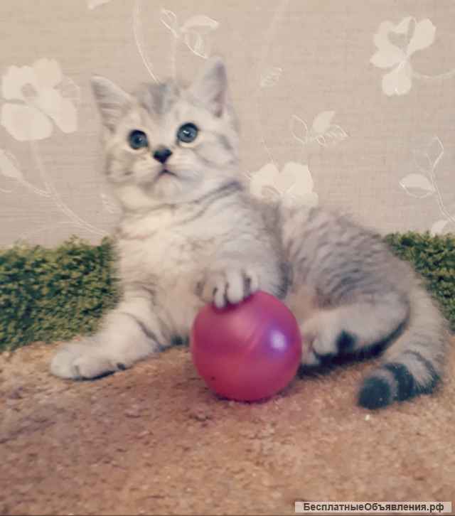 Британская серебристая шиншилла