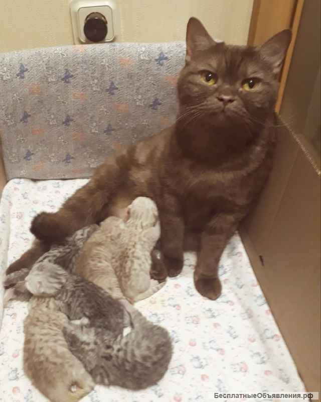 Британская серебристая шиншилла