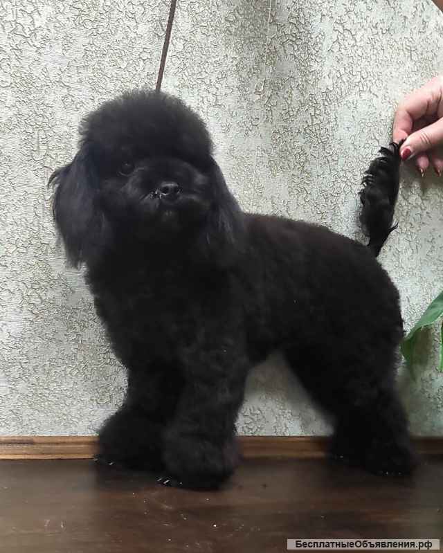 Щенки той пудель