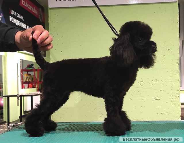 Щенки той пудель