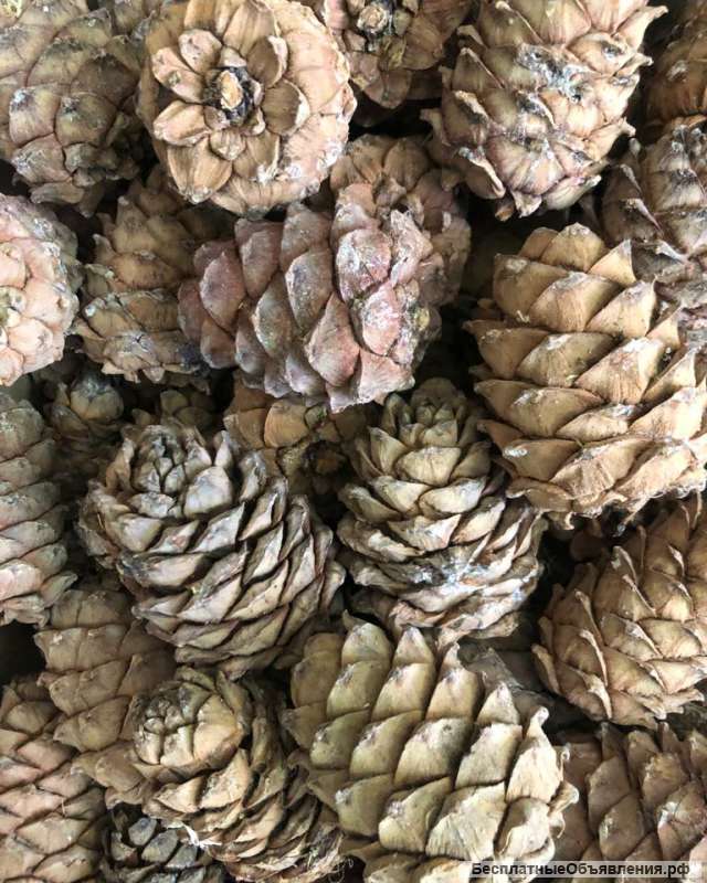 Кедровая шишка, орех