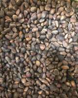 Кедровая шишка, орех