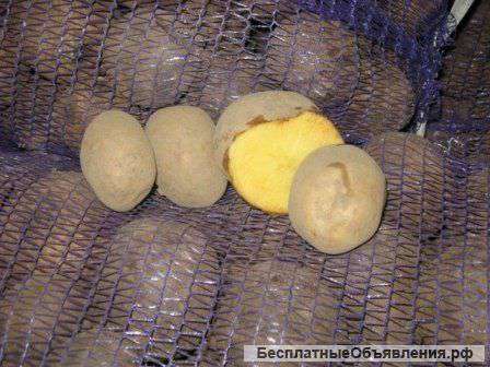 Картофель Удача