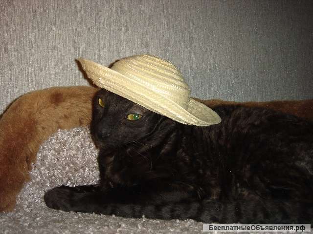 Кудрявая красавица